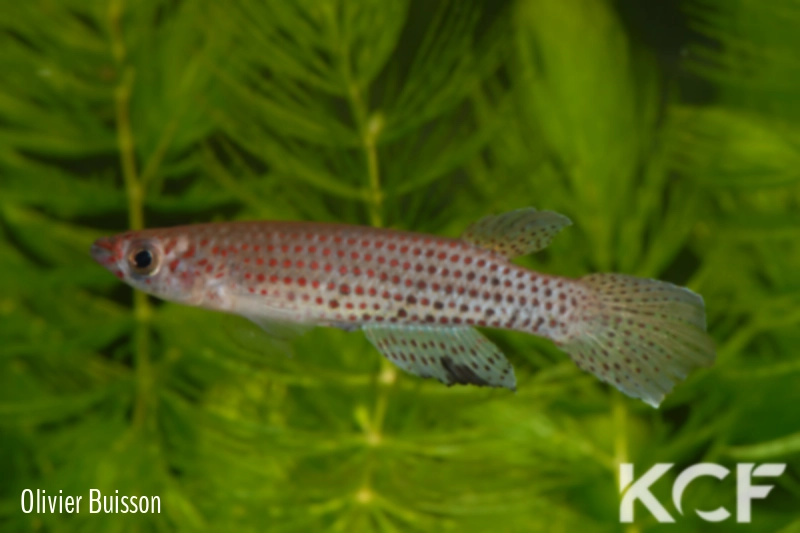 Epiplatys singa Santa Clara GHH 99-25 male adulte 