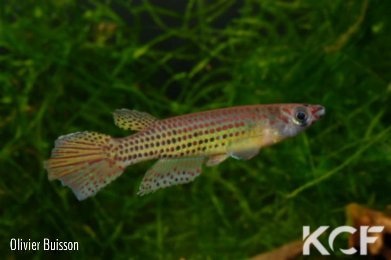 Epiplatys singa Mabounié GLC 12 male adulte 