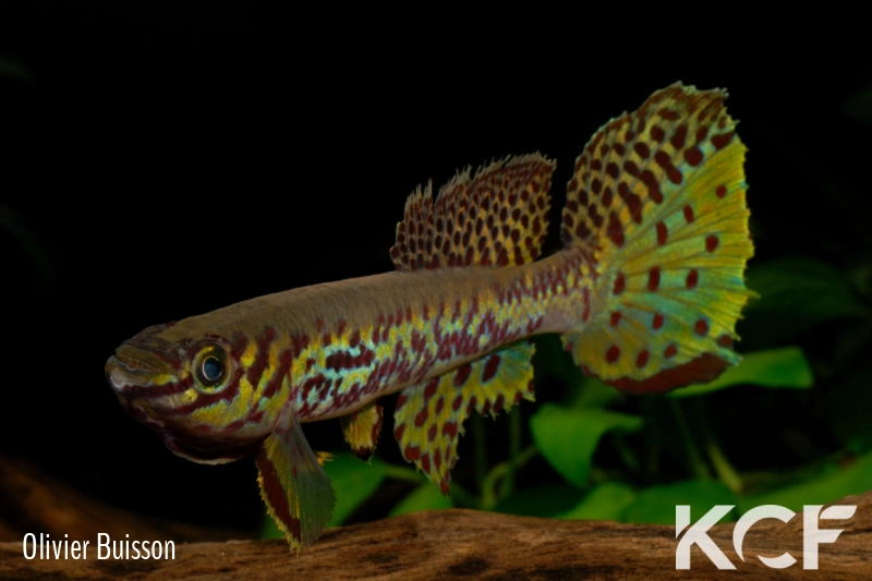 Fundulopanchax kribianus Lobé ADL 13-57 male adulte 
