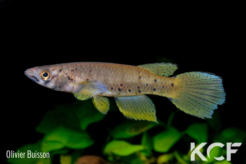 Epiplatys sp. Malélé Pointe Noire RDCC12 male adulte 