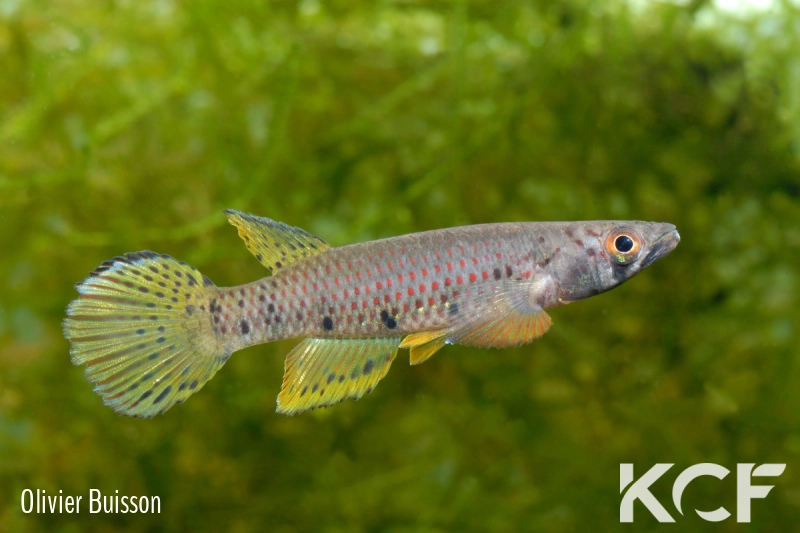 Epiplatys sp. Mondah GLC 12 male adulte 