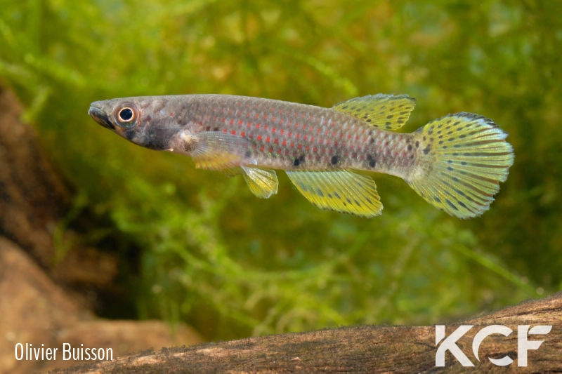 Epiplatys sp. Mondah GLC 12 male adulte 