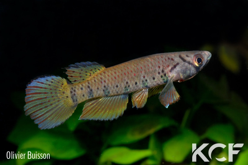 Epiplatys sp. Poku Gamba GLC 12 male adulte 