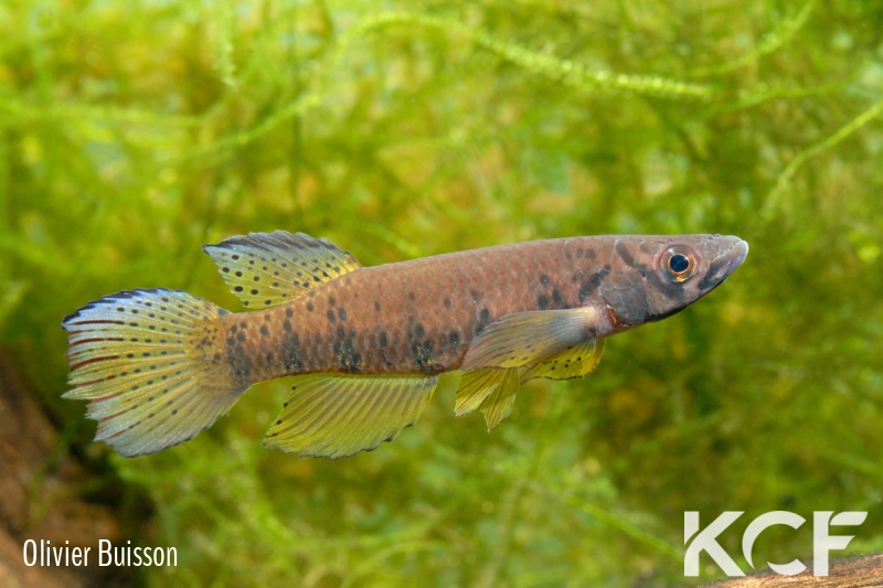 Epiplatys sp. Poku Gamba GLC 12 male adulte 
