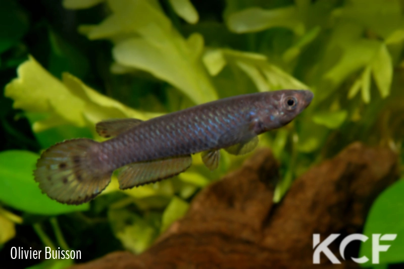 Epiplatys spilargyreius Djikoy MS 09-29 male adulte 