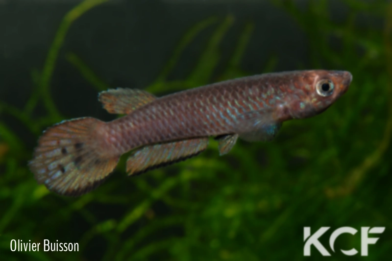 Epiplatys spilargyreius Djikoy MS 09-29 male adulte 