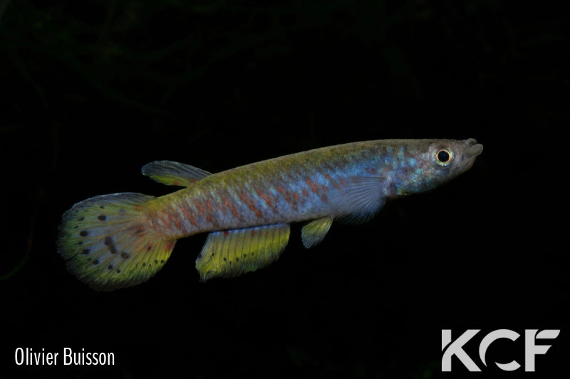 Epiplatys spilargyreius Malakai male adulte 