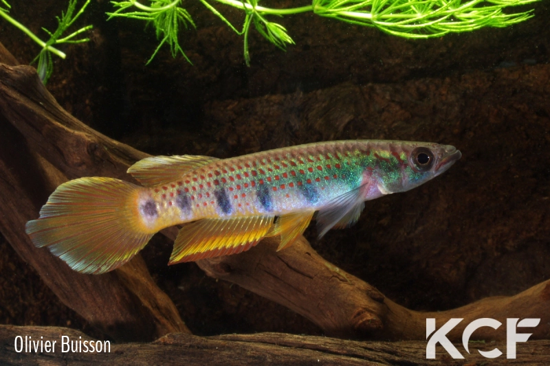 Epiplatys infrafasciatus zenkeri Makouré CBL01-16 male adulte 