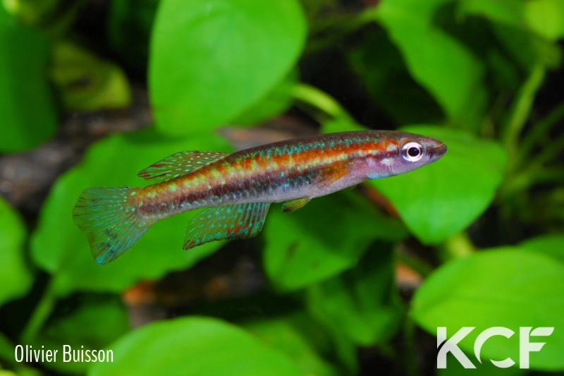 Episemion krystallinoron Est Edoum BBS 99-23 male adulte 