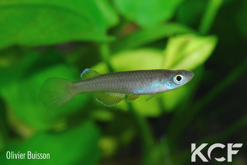 Foerschichtys nigeriensis  male adulte 