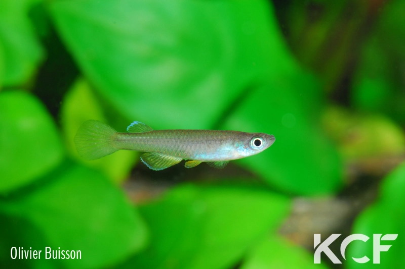 Foerschichtys nigeriensis  male adulte 