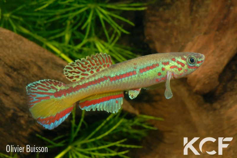 Fundulopanchax amieti Dissat ADGP 11-37 male adulte 