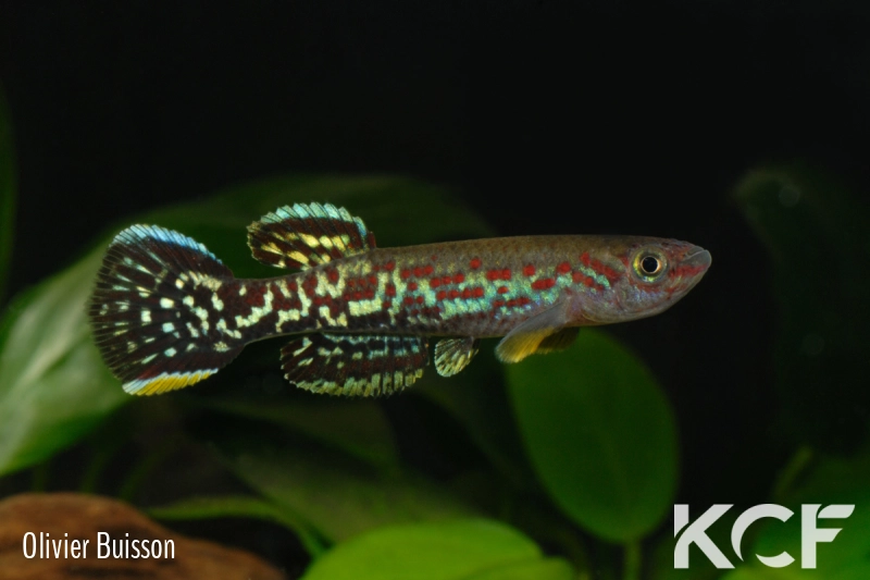 Fundulopanchax marmoratus Ituka ADL 13-43 male adulte 