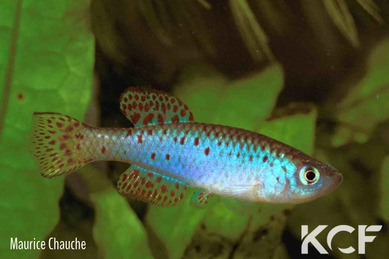 Fundulosoma thierryi  male adulte 