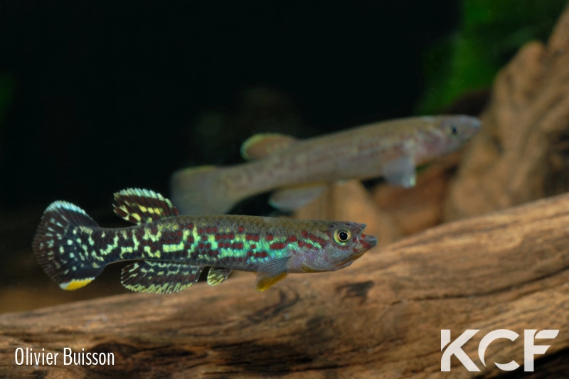 Fundulopanchax marmoratus Ituka ADL 13-43 male adulte 