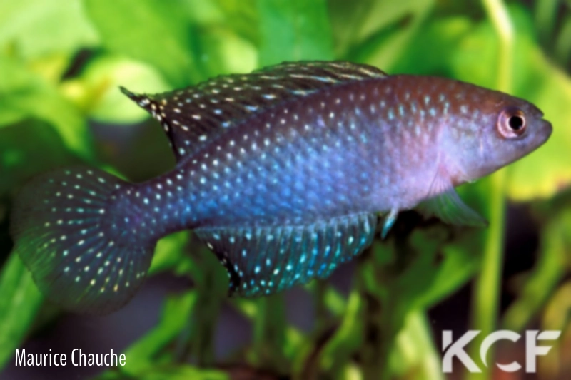 Hypsolebias adornatus  male adulte 