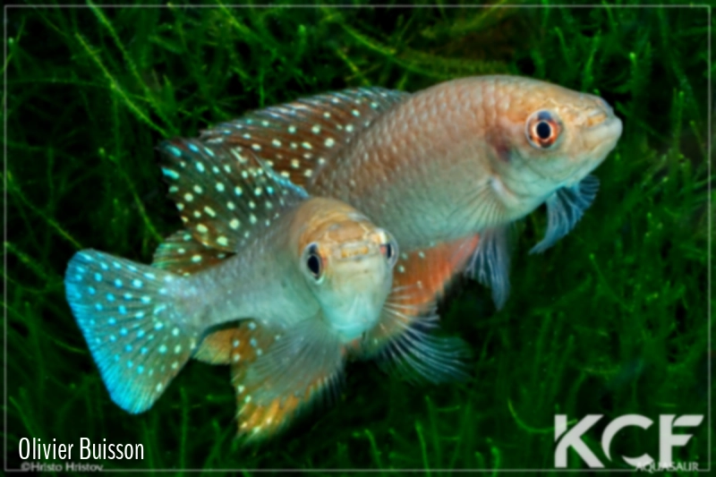 Hypsolebias aff. antenori Amontada 10-02 couple adulte 