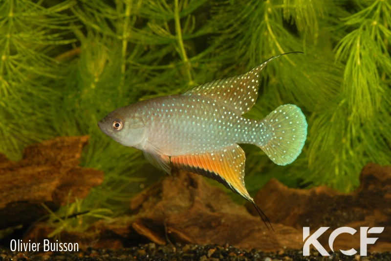 Hypsolebias antenori  male adulte 