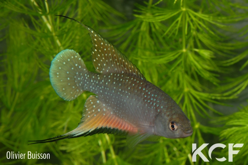 Hypsolebias antenori  male adulte 