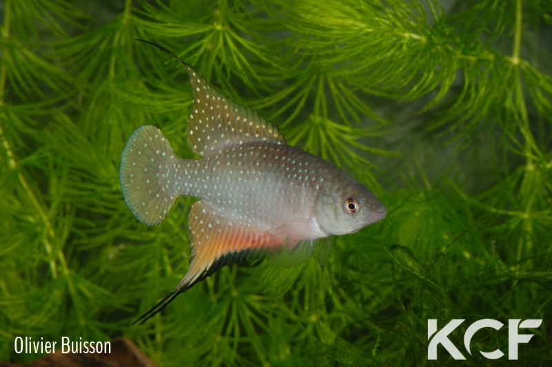 Hypsolebias antenori  male adulte 