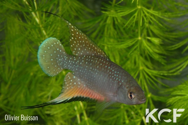 Hypsolebias antenori  male adulte 