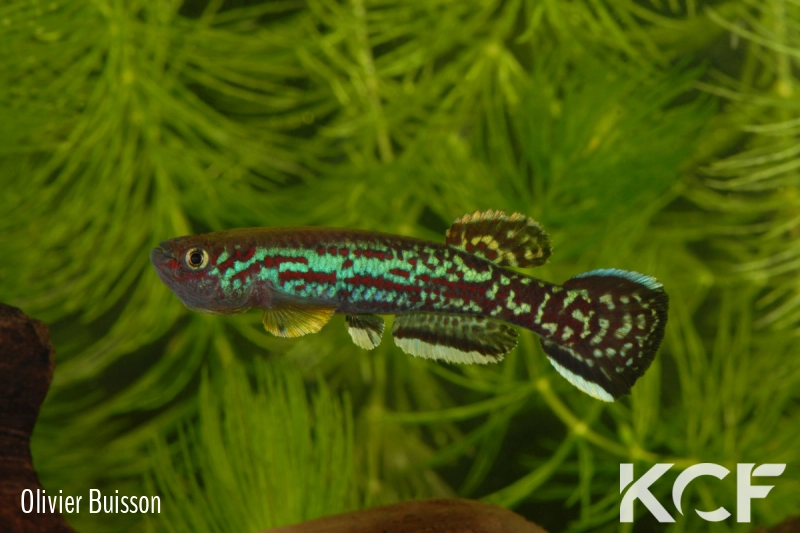 Fundulopanchax marmoratus Mundemba GS1-88 male adulte 