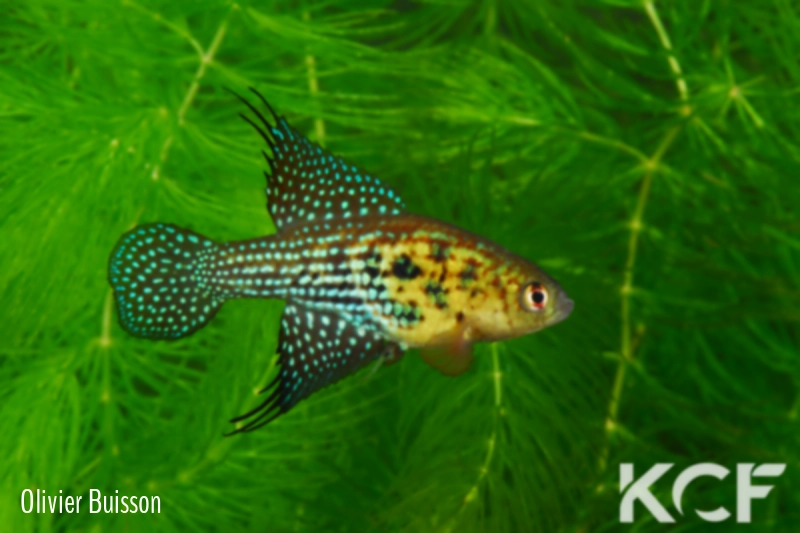 Hypsolebias auratus Lagoa Grande male adulte 