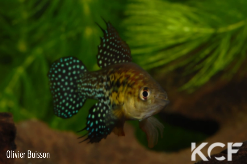 Hypsolebias auratus Lagoa Grande male adulte 