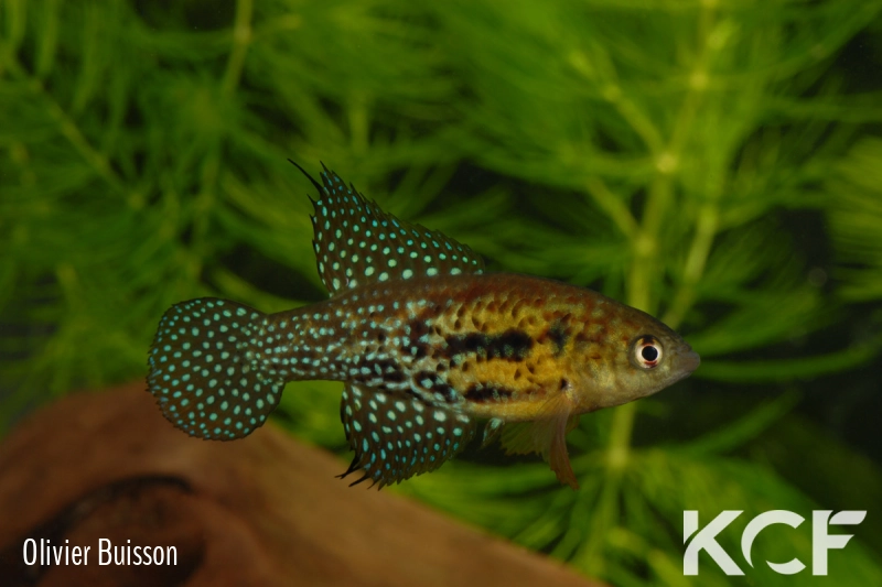 Hypsolebias auratus Lagoa Grande male adulte 