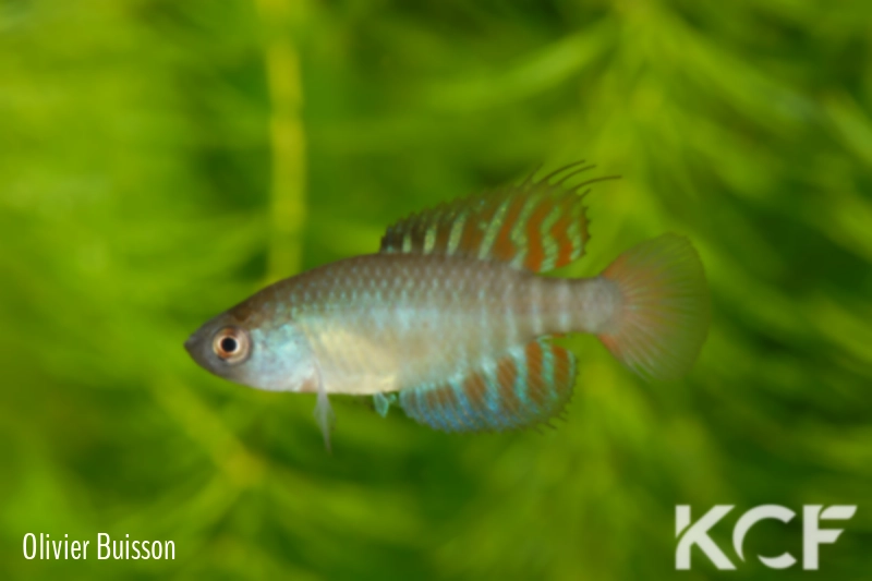 Hypsolebias brunoi  male adulte 