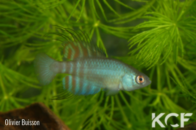 Hypsolebias brunoi  male adulte 