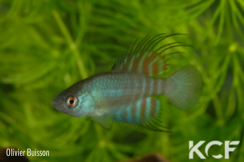 Hypsolebias brunoi  male adulte 