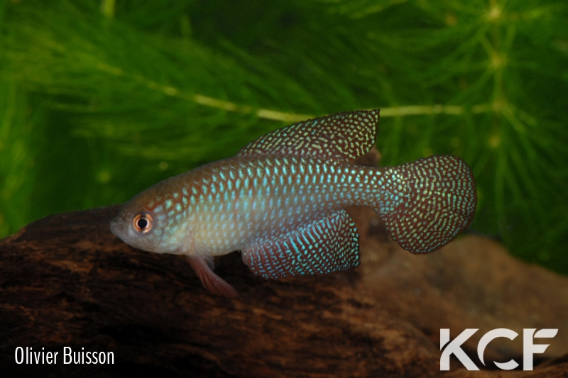 Hypsolebias carlettoi  male adulte 