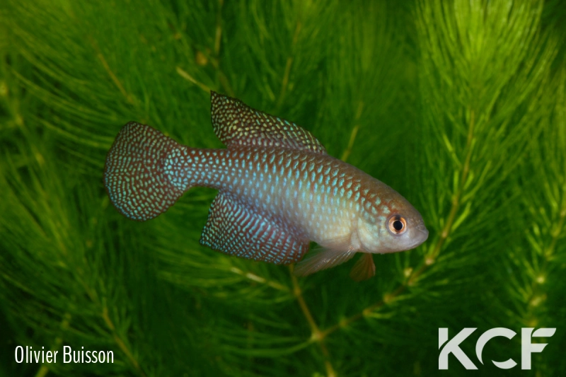 Hypsolebias carlettoi  male adulte 