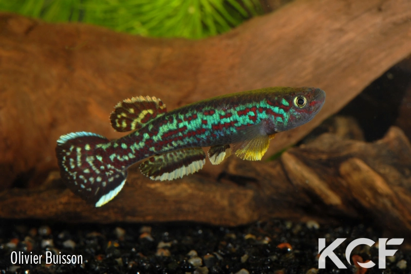 Fundulopanchax marmoratus Mundemba GS1-88 male adulte 