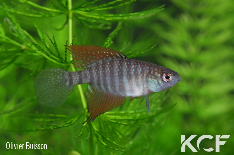 Hypsolebias flagellatus Malhada NP 06-09 male adulte 