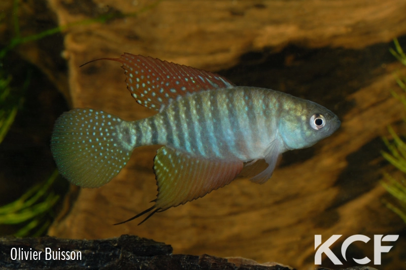 Hypsolebias flagellatus Malhada NP 06-09 male adulte 