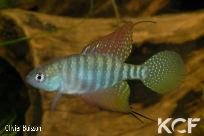 Hypsolebias flagellatus Malhada NP 06-09 male adulte 