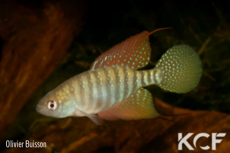 Hypsolebias flagellatus Malhada NP 06-09 male adulte 