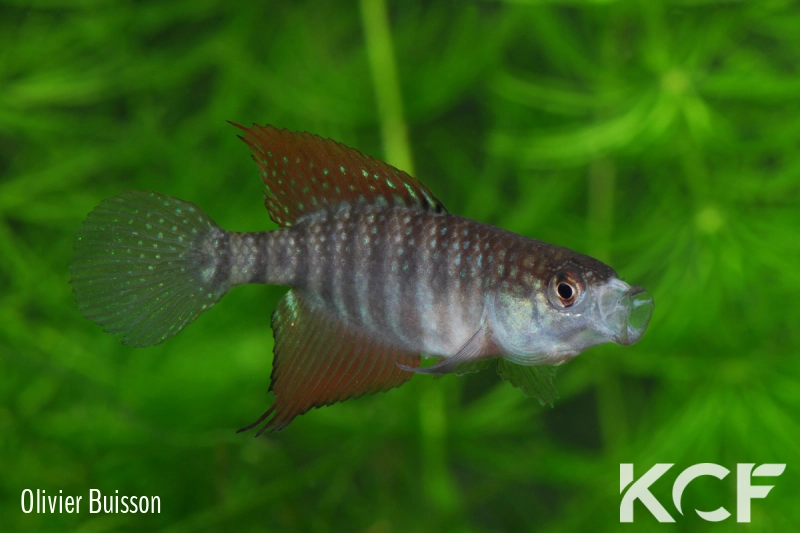 Hypsolebias flagellatus Malhada NP 06-09 male adulte 