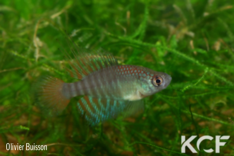 Hypsolebias flammeus  male adulte 