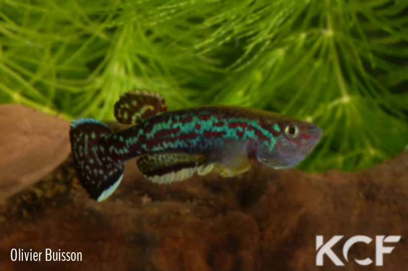 Fundulopanchax marmoratus Mundemba GS1-88 male adulte 