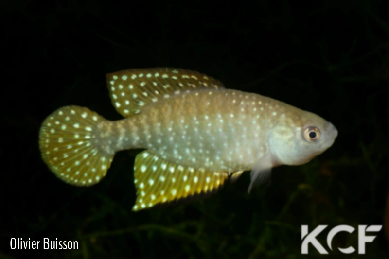 Hypsolebias ghisolfii  male adulte 