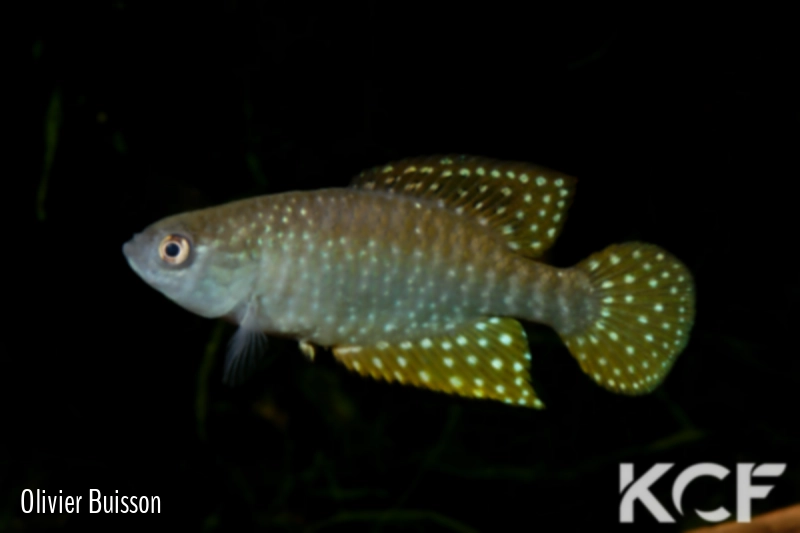 Hypsolebias ghisolfii  male adulte 