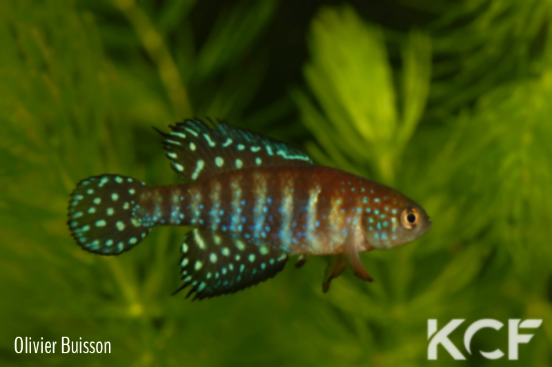 Hypsolebias gibberatus  male adulte 