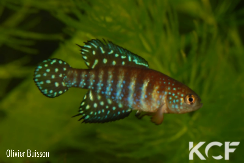 Hypsolebias gibberatus  male adulte 