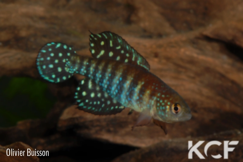 Hypsolebias gibberatus  male adulte 