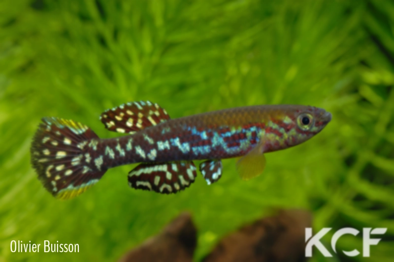 Fundulopanchax mirabilis moensis Kendem ADL 13-24 male adulte 