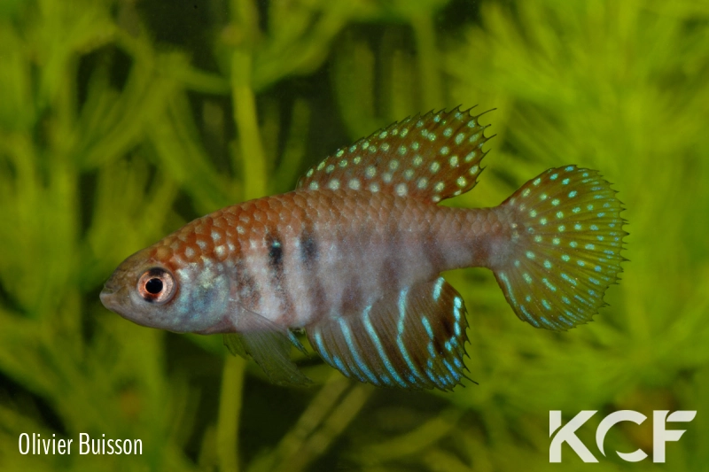 Hypsolebias hellneri  male adulte 