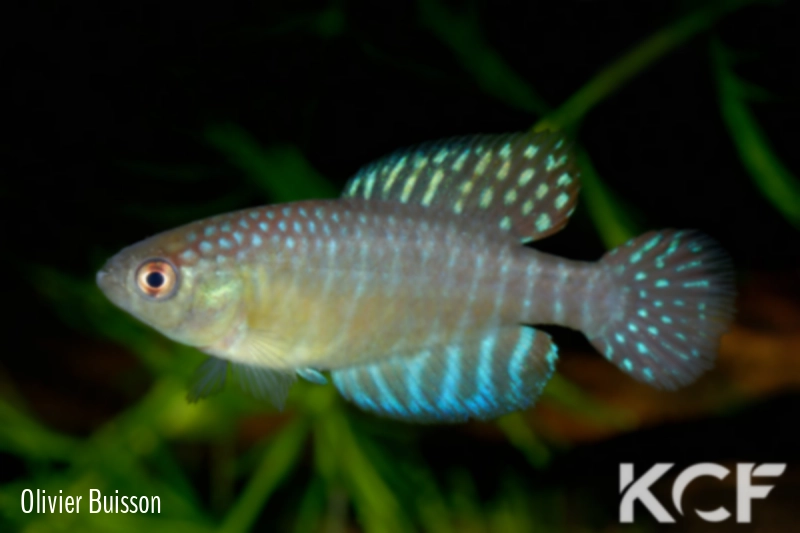 Hypsolebias longignatus Aquiraz 10-04 male adulte 